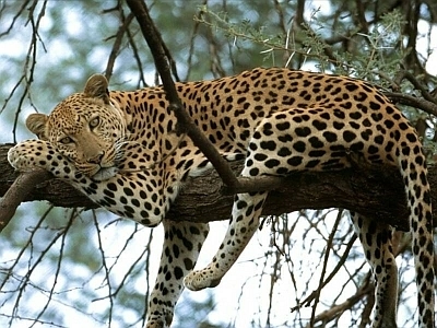 A lazy African afternoon on safari