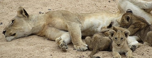 Lion feeding cubs