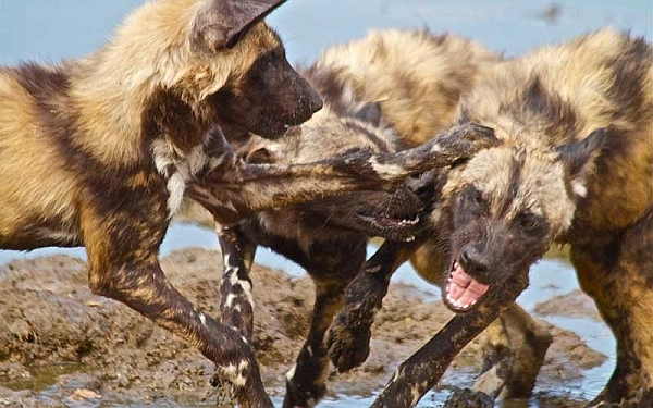 Botswana safari - Wild dog
